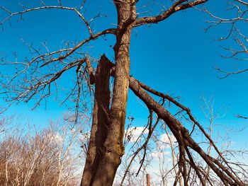 Low angle view of bare tree against clear blue sky