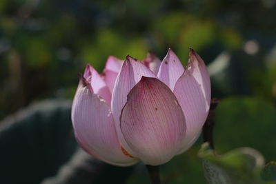 Close-up of pink lily