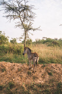 Zebra standing on field