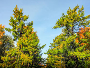 Low angle view of trees against blue sky