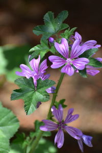 Close-up of purple flowering plant