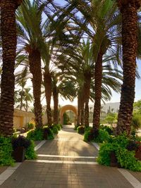 Palm trees in garden