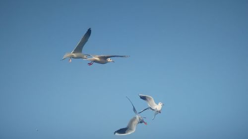 Low angle view of seagull flying in sky