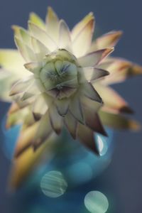 Close-up of flower