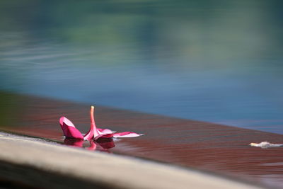 Close-up of pink flower