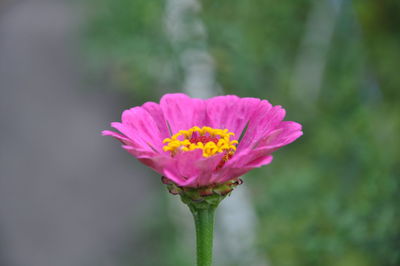 Close-up of pink flower blooming outdoors