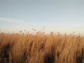 Wheat growing on field against sky