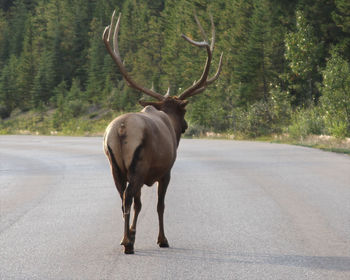 Rear view of elk walking on road