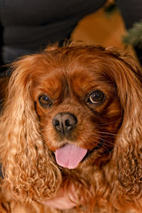 Close-up portrait of dog