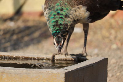 Close-up of bird drinking water