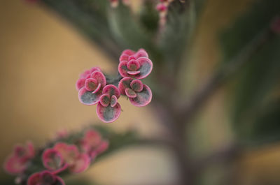 Close-up of pink flowering plant