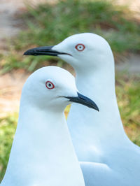 Close-up of seagull