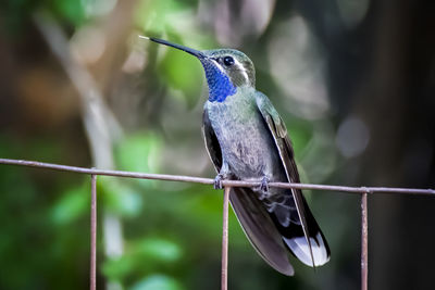 Close-up of bird perching on feeder