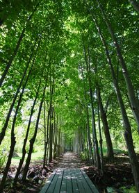 Walkway amidst trees in forest