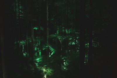 Trees in forest at night