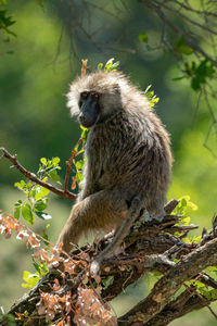 Side view of monkey looking away while sitting on tree