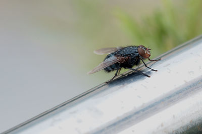 Close-up of housefly