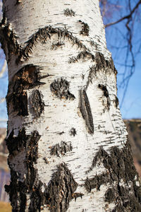 Close-up of lichen on tree trunk