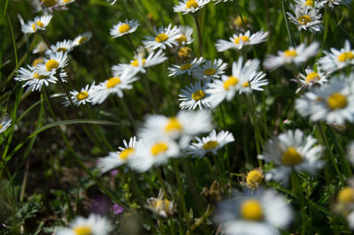 Close-up of white daisy flowers