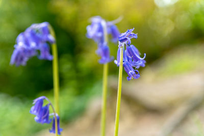 Close-up of purple flowering plant