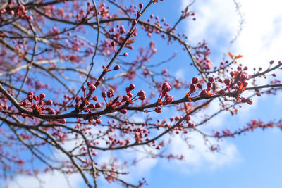 Low angle view of cherry blossoms against sky