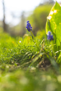 Close-up of purple flowering plant on field