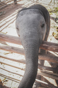 Close-up of elephant standing outdoors