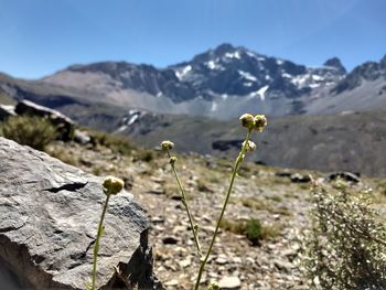 Flowering plant on field against mountains