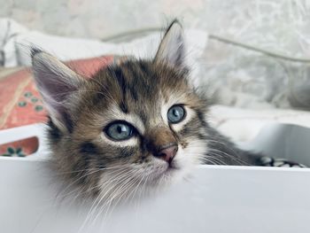 Close-up portrait of a cat