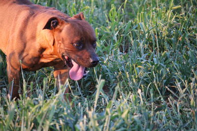 Dog on grass