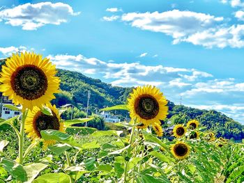 Sunflowers on field against sky