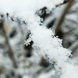 Close-up of frozen tree during winter