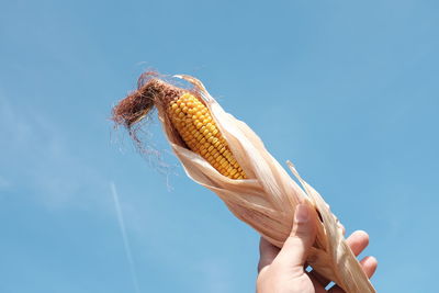 Cropped hand of man holding sweetcorn against blue sky