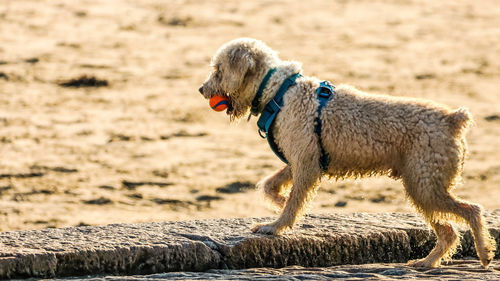 Side view of a dog looking away