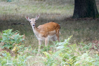 Deer in a field