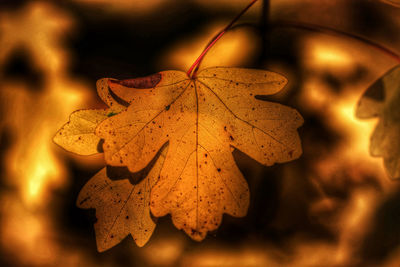 Close-up of dry maple leaves