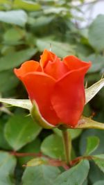 Close-up of red rose