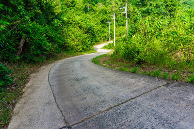 Road passing through forest