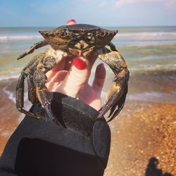 Close-up of hand holding crab at beach