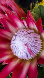 Close-up of pink flower blooming outdoors