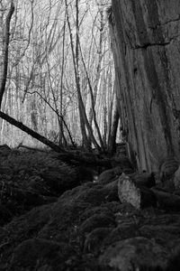 Bare trees in forest