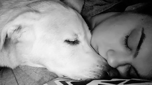 Close-up of dog sleeping