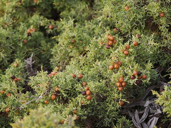 Close-up of fruits growing on field