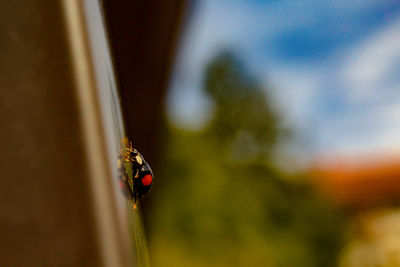 Close-up of ladybug on plant