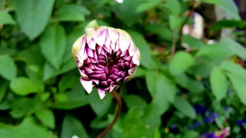 Close-up of pink flowering plant