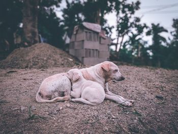 Dog lying down on land