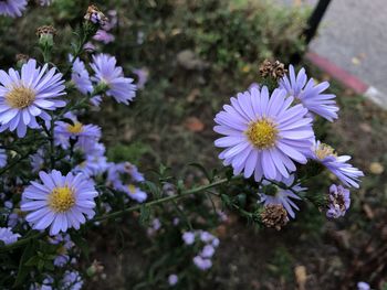 Close-up of purple flowering plant