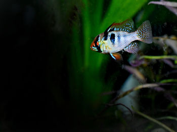 Close-up of fish swimming in sea