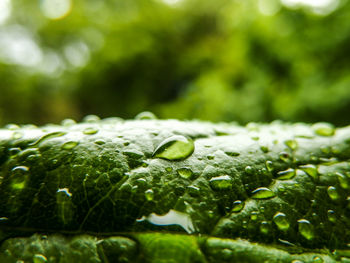 Close-up of raindrops on green leaves