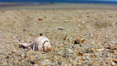 Close-up of snail